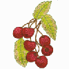 CHERRIES