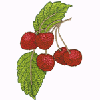 CHERRIES