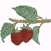 RASPBERRIES