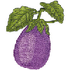 EGGPLANT