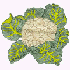 CAULIFLOWER