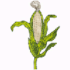 CORN STALK