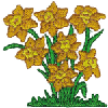 DAFFODILS