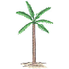 PALM TREE