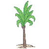 PALM TREE