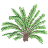 PALM TREE