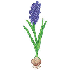 FLOWER BULB