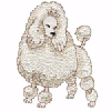 FRENCH POODLE