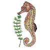 SEAHORSE