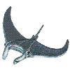 MANTA RAY