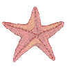 STARFISH