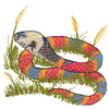 CORAL SNAKE