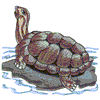 GALAPAGOUS TORTOISE