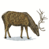 WAPITI