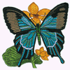 PAPILIO ULYSSES