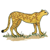 CHEETAH