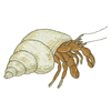 HERMIT CRAB