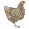 DARK BARRED PLYMOUTH ROCK HEN