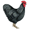 AUSTRALORP