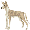 IBIZAN HOUND