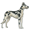 HARLEQUIN GREAT DANE