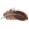 PHEASANT FEATHER