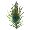 PEACOCK FEATHER