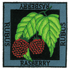 RASPBERRY