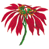 POINSETTIA