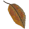 LEAF