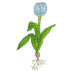 FLORAL BULB