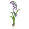 FLORAL BULB