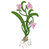 FLORAL BULB