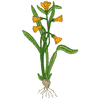 FLORAL BULB