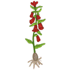 FLORAL BULB