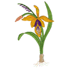 FLORAL BULB