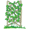 VINE ON LATTICE