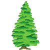 PINE TREE