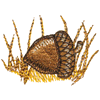 ACORN