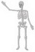 Skeletn2-2