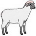 Sheep1