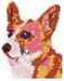 D48welsh Corgi