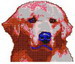 Retriever Golden Xryser Sm