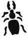 Beetle