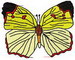 Butterfly 49