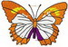 Butterfly 62