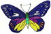 Butterfly 50