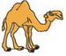 Camel-2