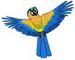 Macaw