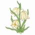 Fritillaria